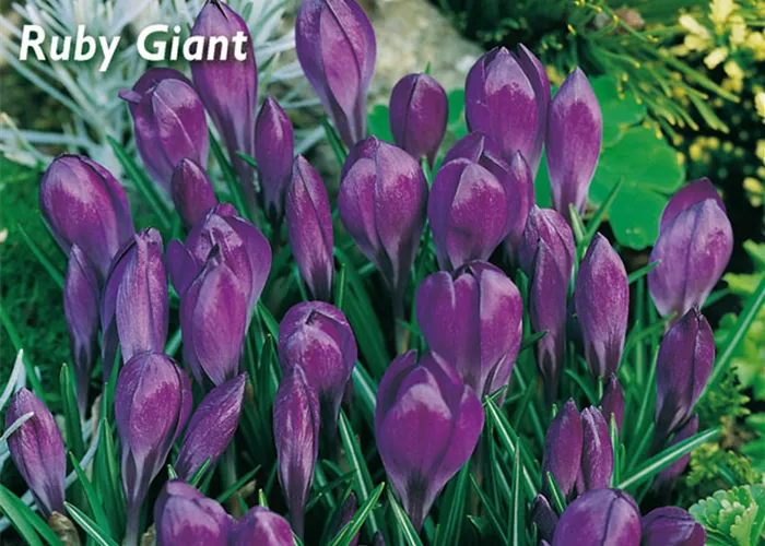 Elfen-Krokus 'Ruby Giant'
