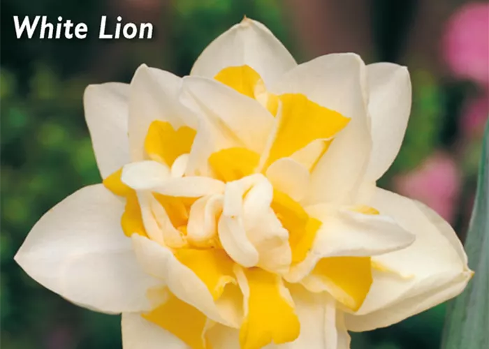 Narzisse 'White Lion'