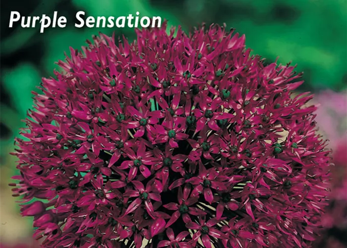 Garten-Kugel-Lauch 'Purple Sensation'