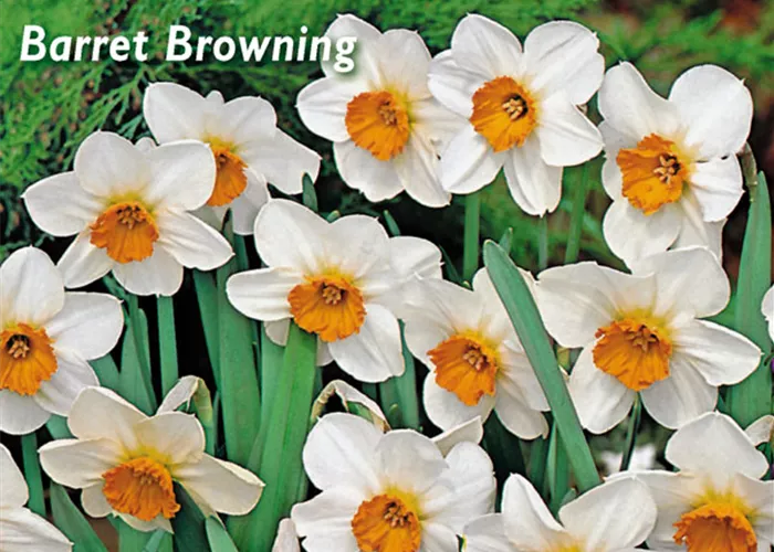 Narzisse 'Barrett Browning'