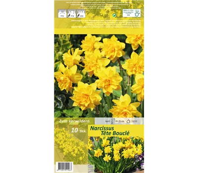 Alpenveilchenartige Garten-Narzisse Alpenveilchenartige Garten-Narzisse