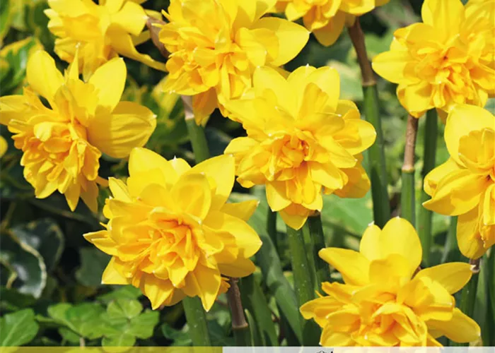 Alpenveilchenartige Garten-Narzisse