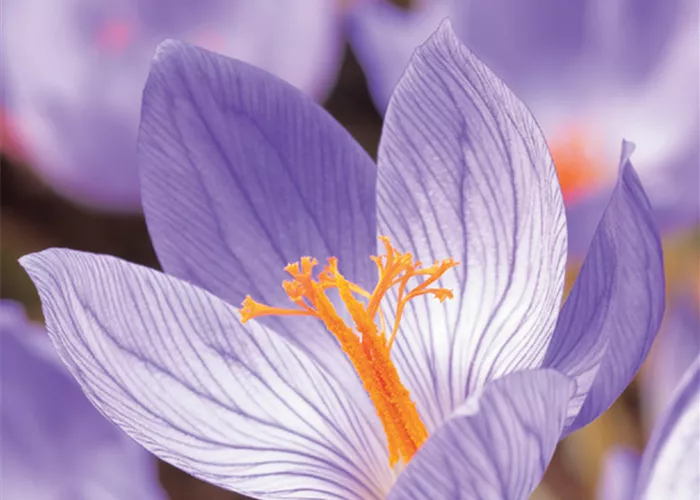 Pracht-Herbst-Krokus