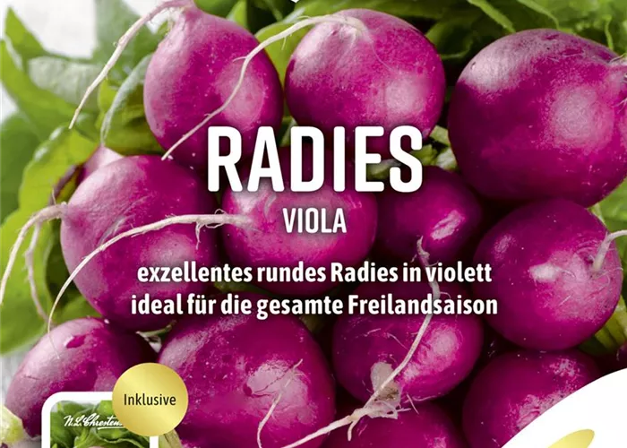 Radieschensamen 'Viola'