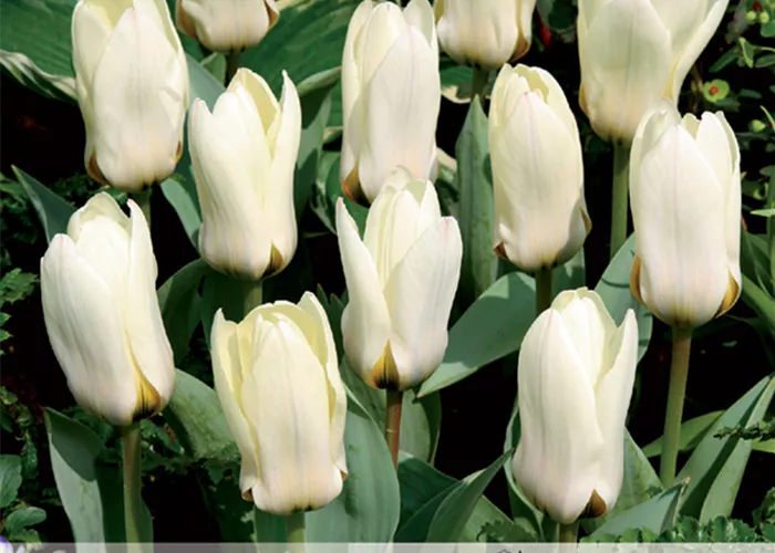 Foster-Tulpe 'Concerto'