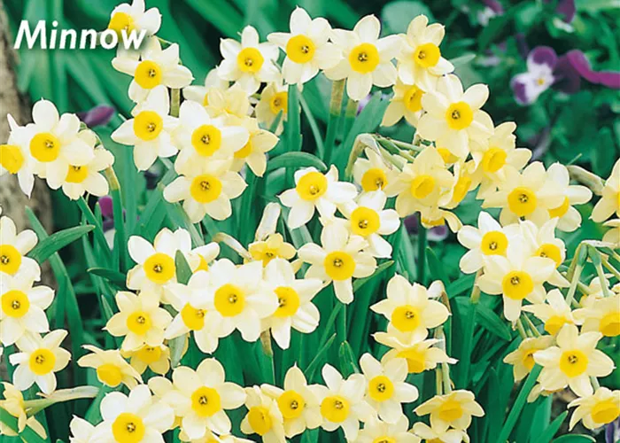 Tazetten-Narzisse 'Minnow'
