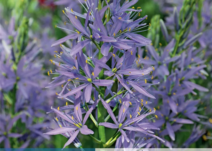 Leichtlin-Prärielilie 'Caerulea'