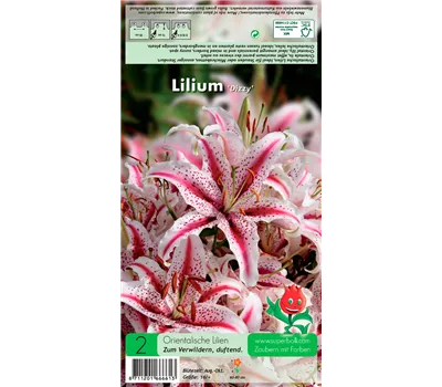 Orientalische Lilie 'Dizzy' Orientalische Lilie 'Dizzy'