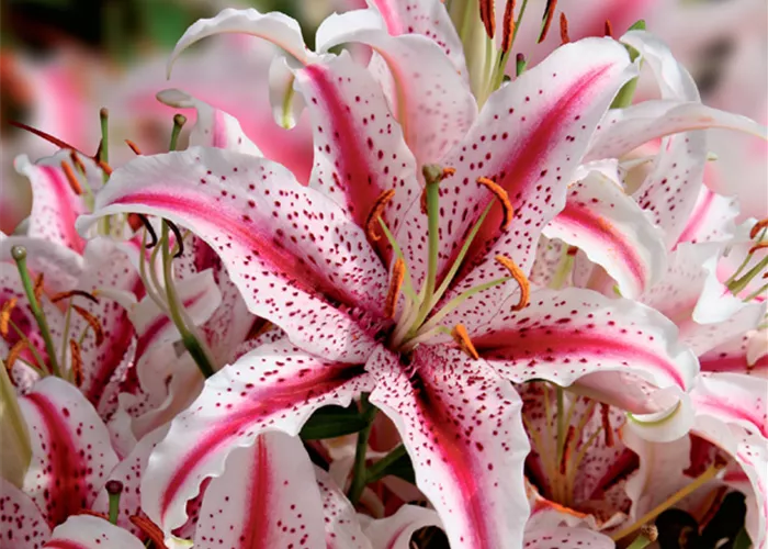 Orientalische Lilie 'Dizzy'