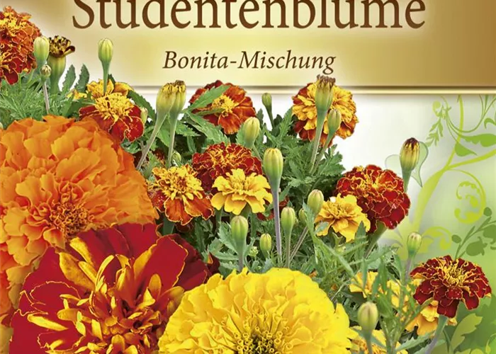 Tagetessamen 'Bonita-Mischung'