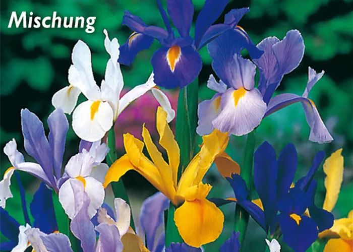 Holländische Iris