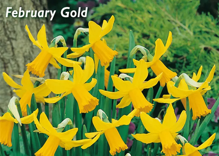 Alpenveilchenartige Garten-Narzisse 'February Gold'