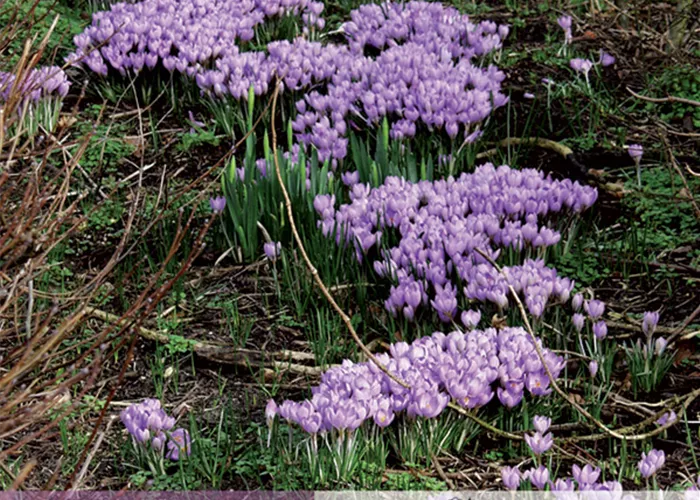 Toskanischer-Krokus 'Zwanenburg'