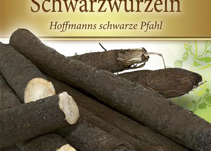 Schwarzwurzelsamen 'Hoffmanns schwarze Pfahl'