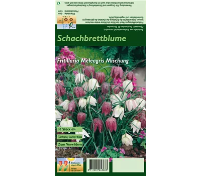 Gewöhnliche Schachblume Gewöhnliche Schachblume