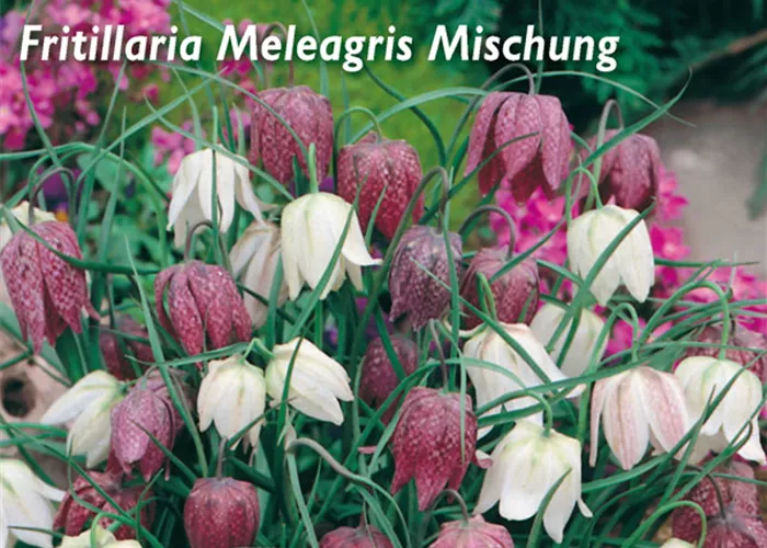 Gewöhnliche Schachblume