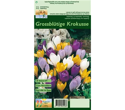 Frühlings-Krokus Frühlings-Krokus