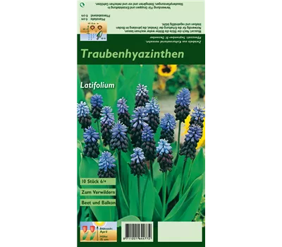 Breitblättrige Traubenhyazinthe Breitblättrige Traubenhyazinthe