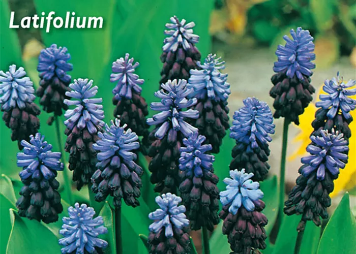 Breitblättrige Traubenhyazinthe