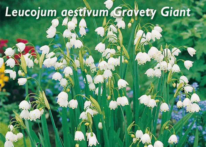 Sommer-Knotenblume 'Gravety Giant'