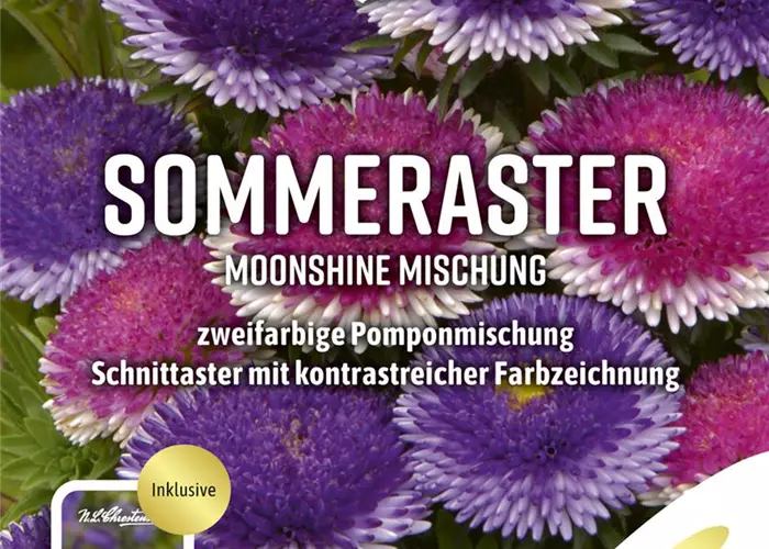 Somerastersamen 'Moonshine Mischung'