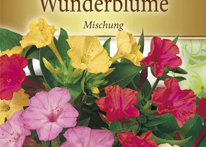 Wunderblumensamen