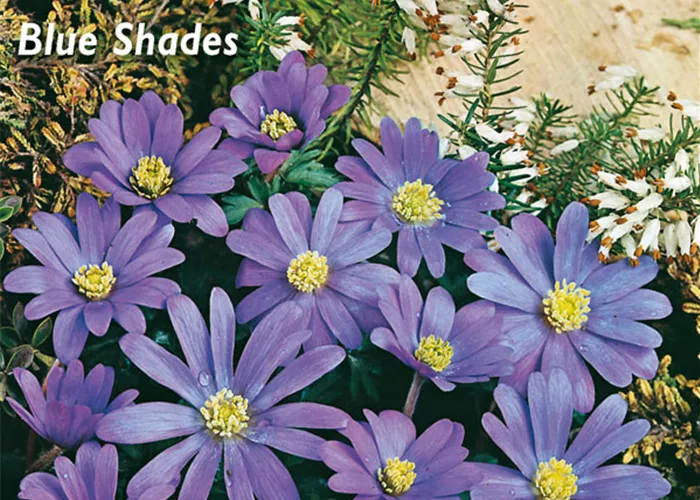 Garten-Strahlen-Windröschen 'Blue Shades'