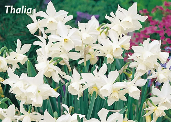 Triandus-Narzisse 'Thalia'