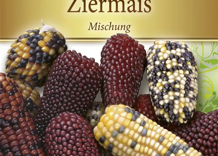 Ziermaissamen