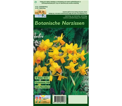 Alpenveilchenartige Garten-Narzisse 'Jetfire' Alpenveilchenartige Garten-Narzisse 'Jetfire'
