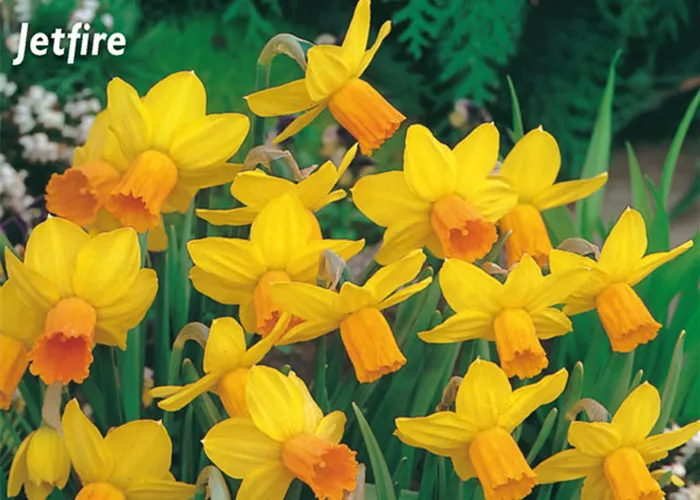 Alpenveilchenartige Garten-Narzisse 'Jetfire'