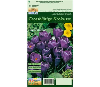 Frühlings-Krokus 'Flower Record' Frühlings-Krokus 'Flower Record'