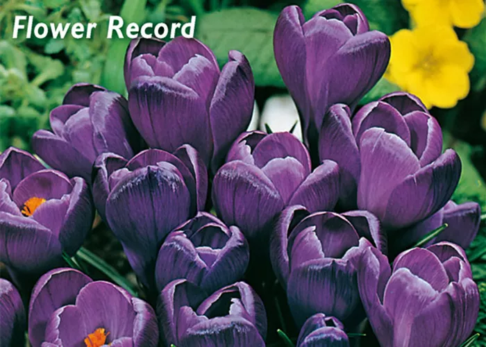 Frühlings-Krokus 'Flower Record'
