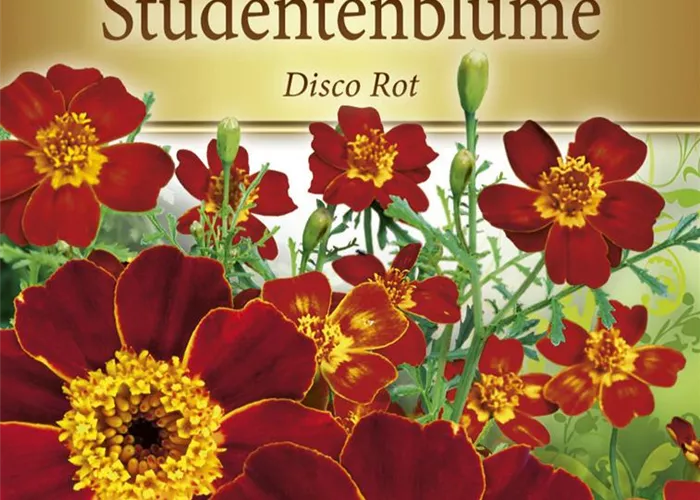 Tagetessamen 'Disco Rot'