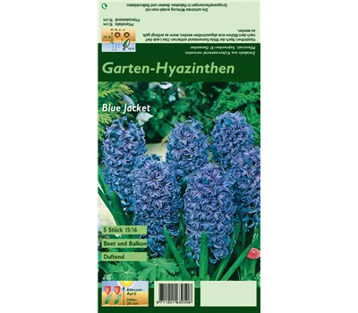 Hyazinthe 'Blue Jacket' Hyazinthe 'Blue Jacket'