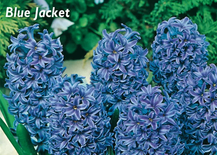 Hyazinthe 'Blue Jacket'
