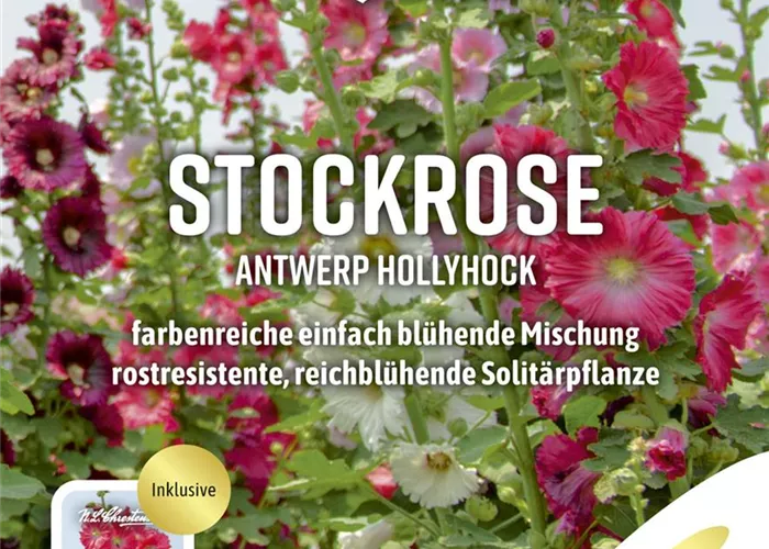 Stockrosensamen 'Antwerp Hollyhock'