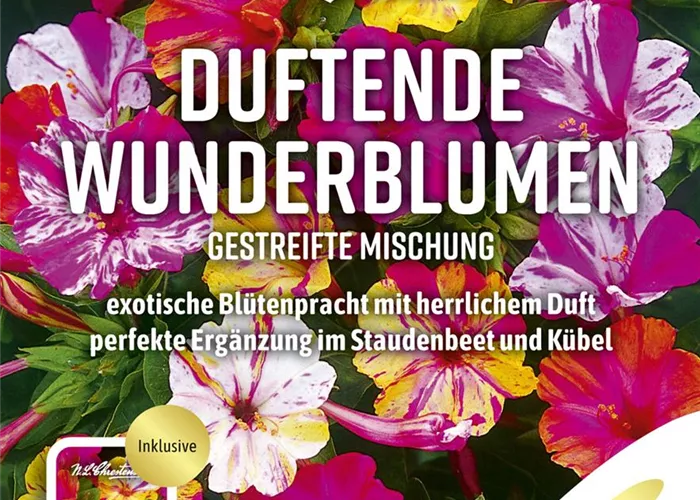 Wunderblumensamen