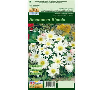 Garten-Strahlen-Windröschen 'White Splendour' Garten-Strahlen-Windröschen 'White Splendour'