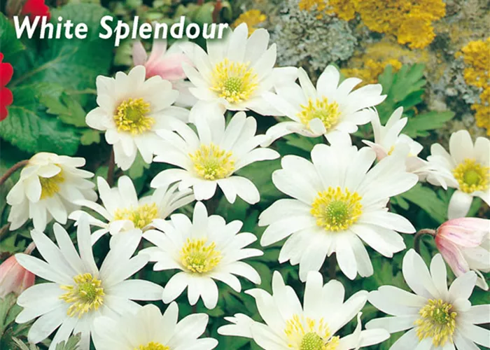 Garten-Strahlen-Windröschen 'White Splendour'