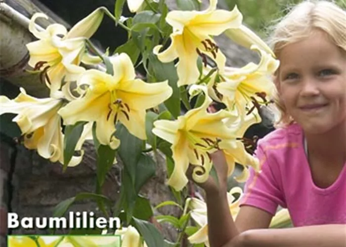 Baumlilie 'Honeymoon'