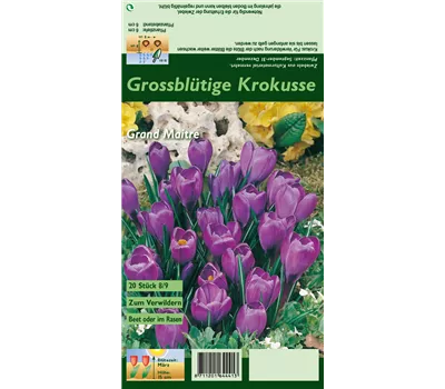 Frühlings-Krokus 'Grand Maitre' Frühlings-Krokus 'Grand Maitre'