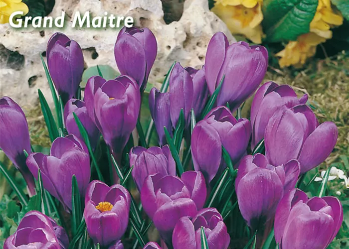 Frühlings-Krokus 'Grand Maitre'