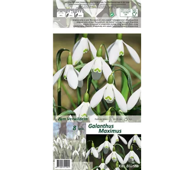 Schneeglöckchen 'Maximus' Schneeglöckchen 'Maximus'