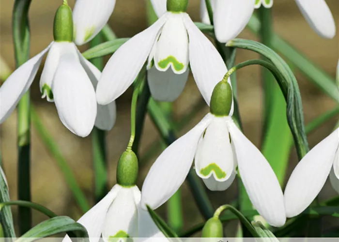 Schneeglöckchen 'Maximus'
