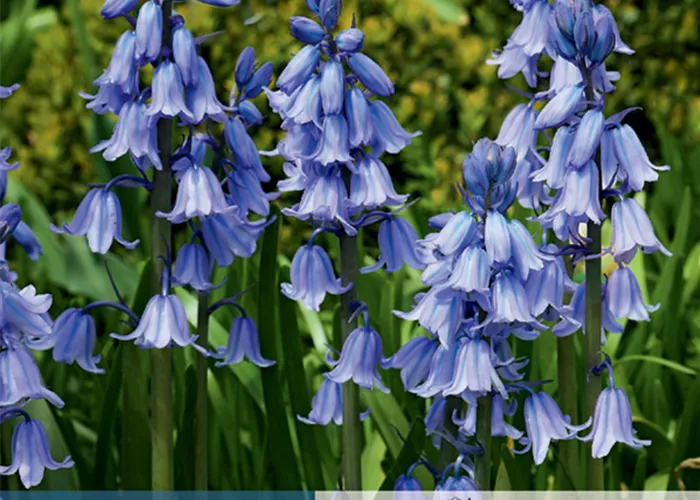 Spanisches Hasenglöckchen