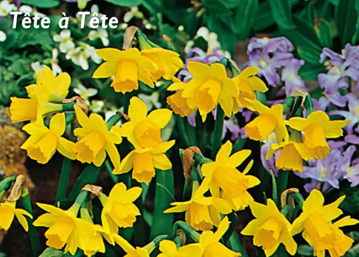 Alpenveilchenartige Garten-Narzisse 'Tête à Tête'