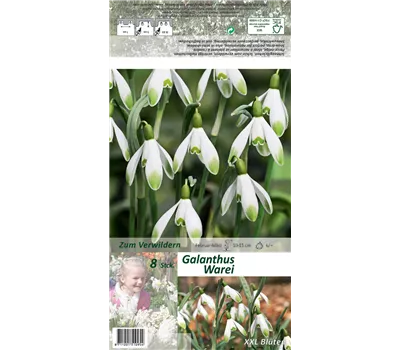 Schneeglöckchen 'Warei' Schneeglöckchen 'Warei'