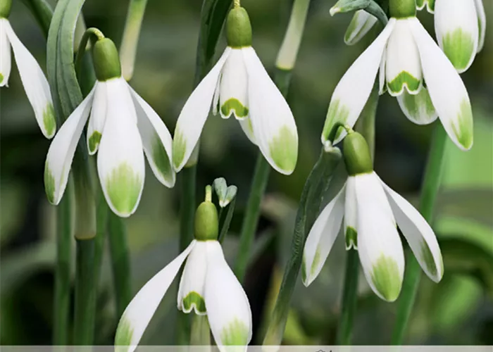 Schneeglöckchen 'Warei'