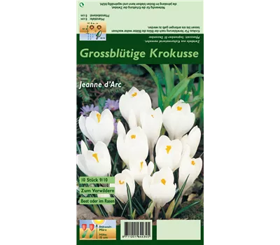 Frühlings-Krokus 'Jeanne d´Arc' Frühlings-Krokus 'Jeanne d´Arc'